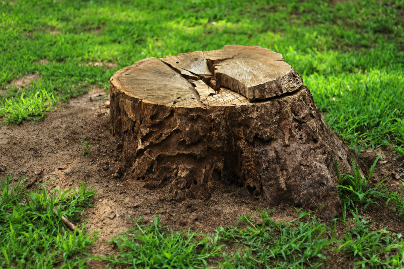Stump removal in La Crescenta-Montrose, CA