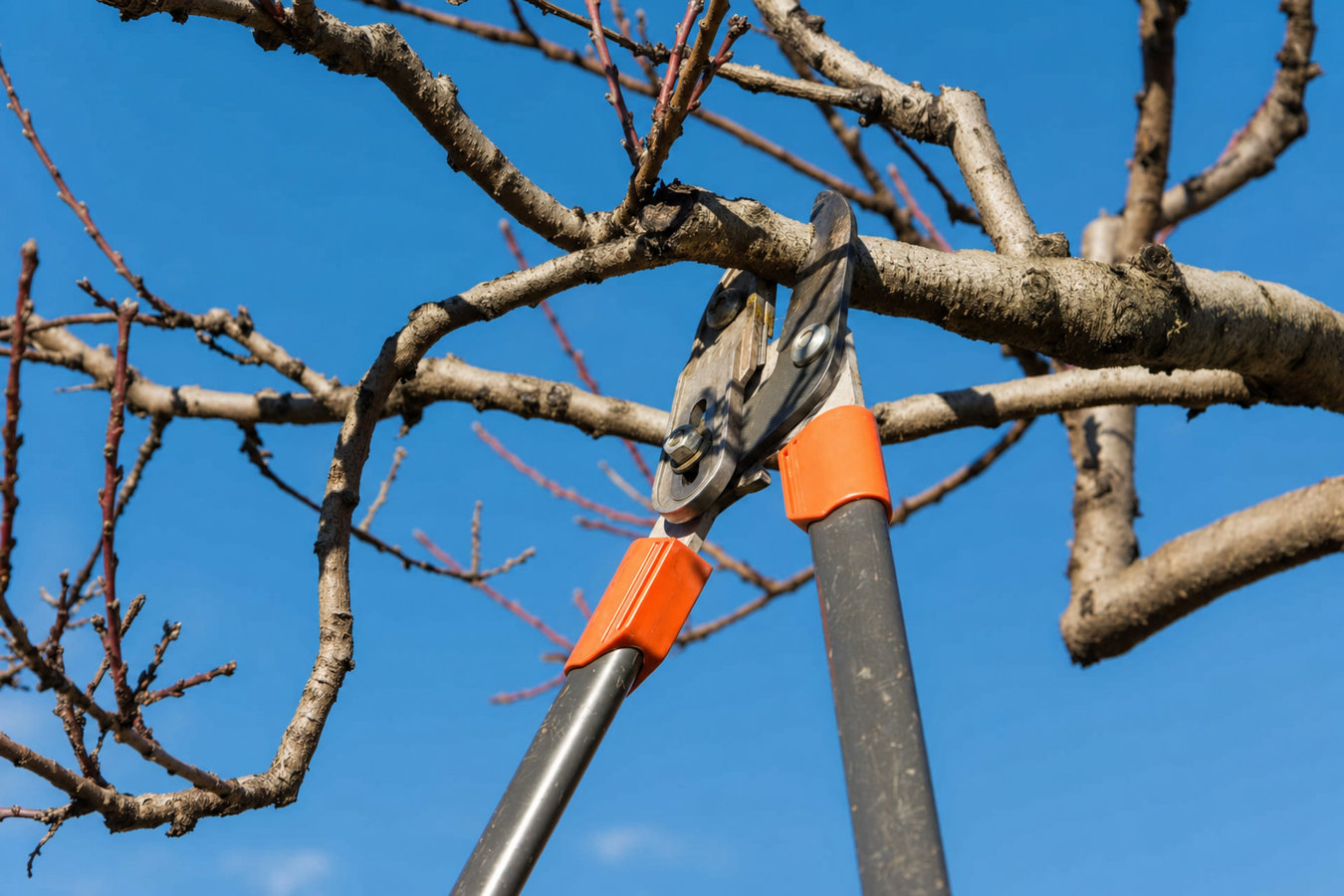 Tree trimming in La Crescenta-Montrose, CA